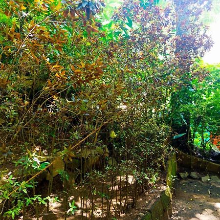 Jungle Face Inn Ella Luaran gambar