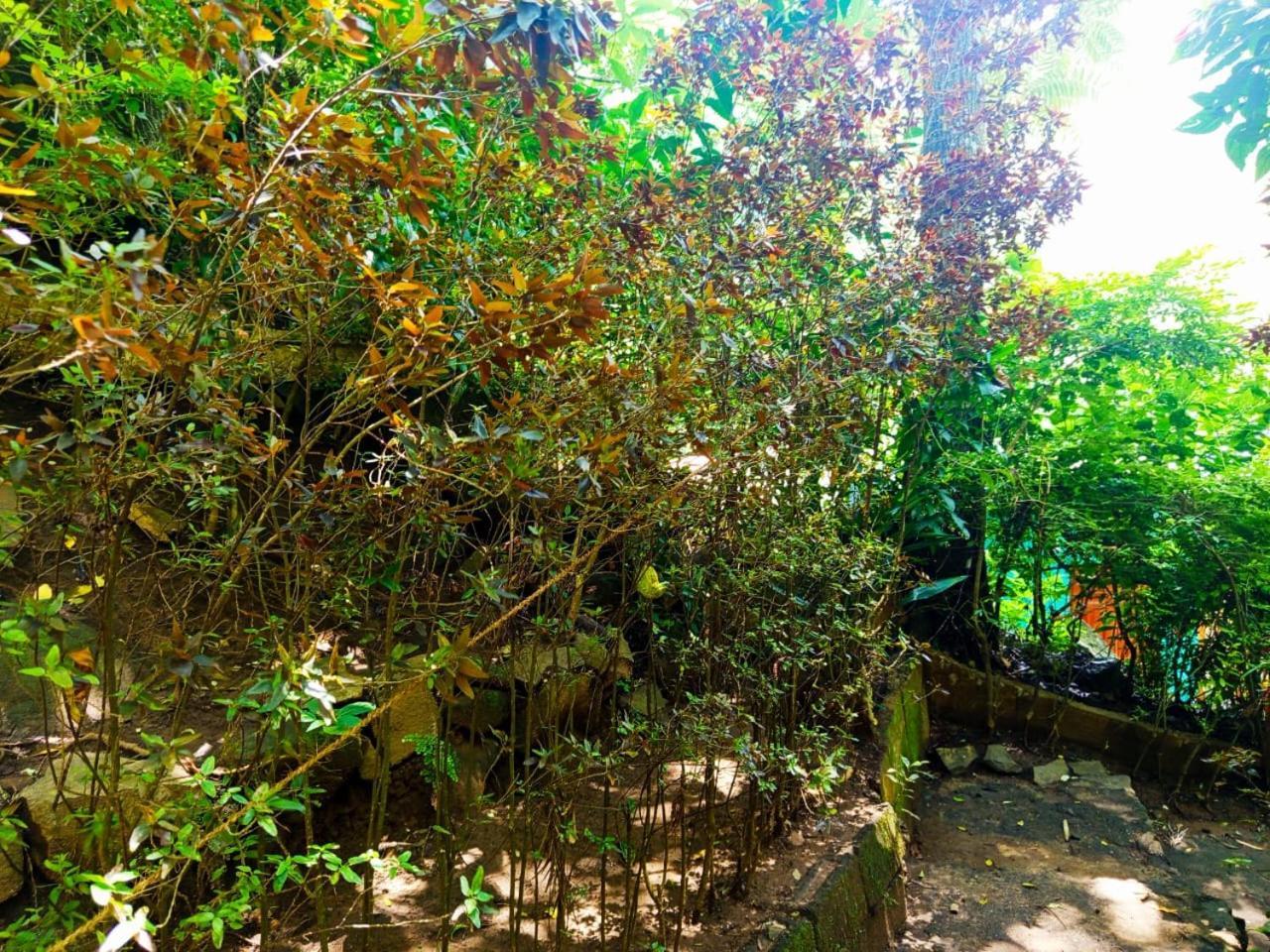 Jungle Face Inn Ella Luaran gambar