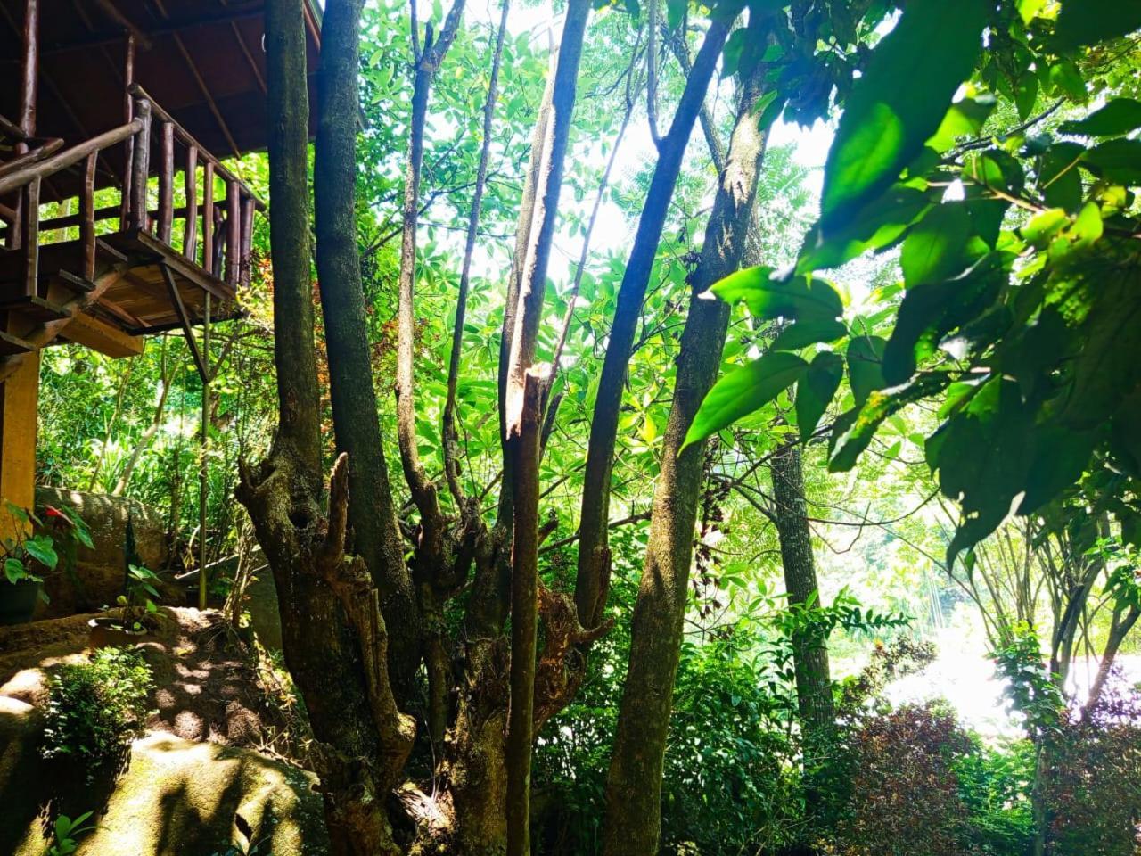 Jungle Face Inn Ella Luaran gambar