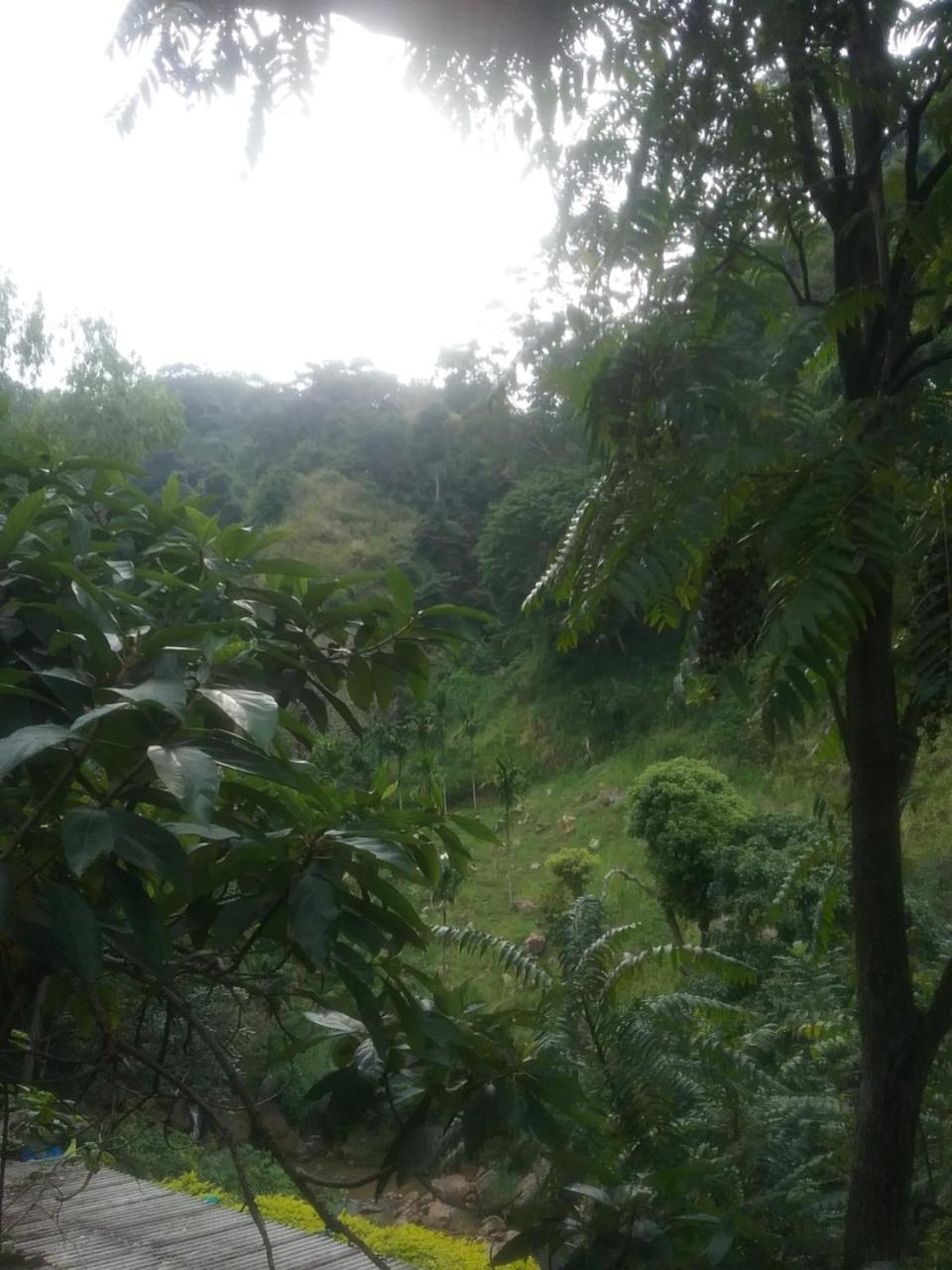 Jungle Face Inn Ella Luaran gambar