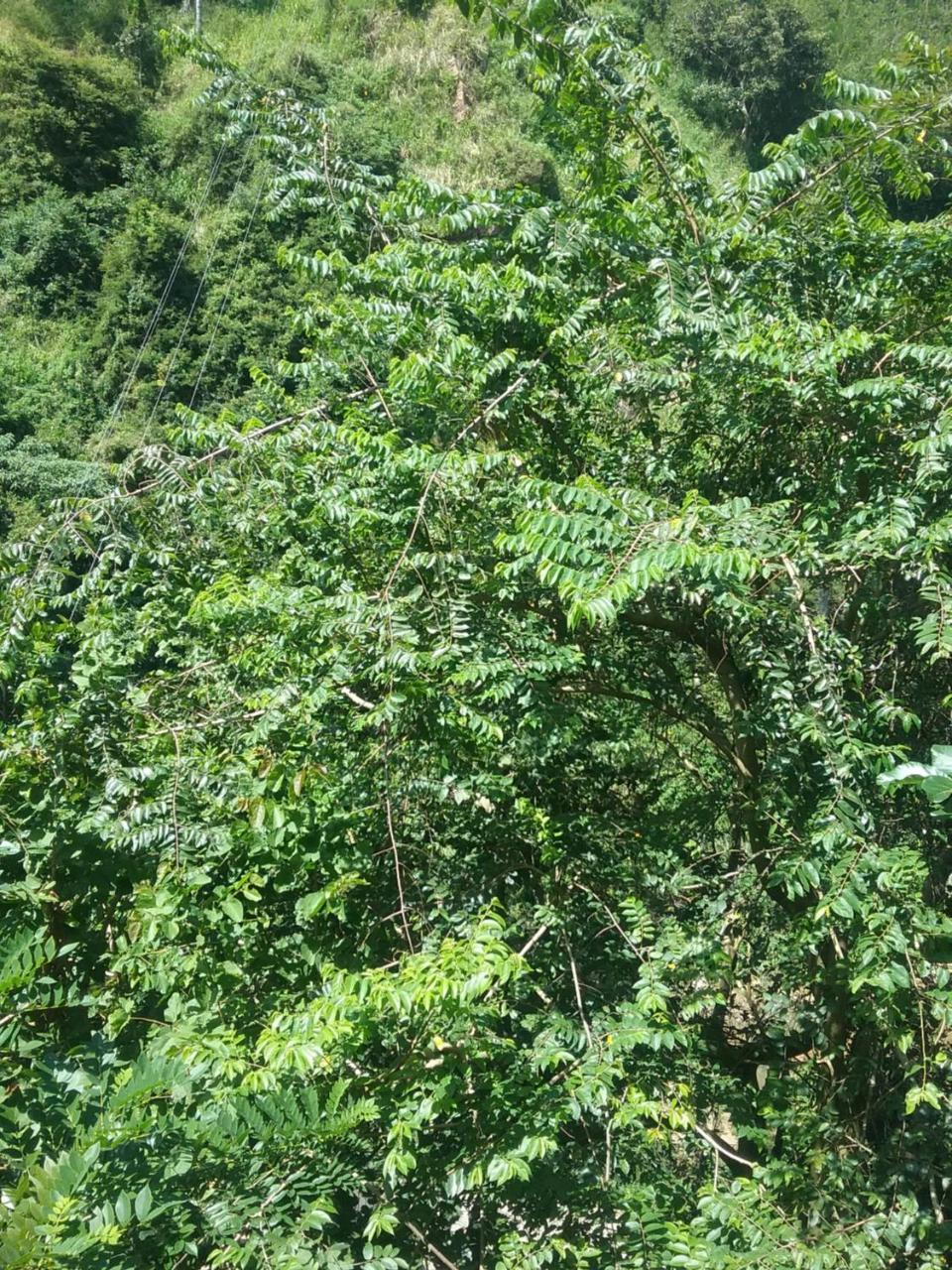 Jungle Face Inn Ella Luaran gambar